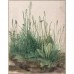 PAINTING ON CANVAS ALBRECHT DURER - THE LARGE PIECE OF TURF